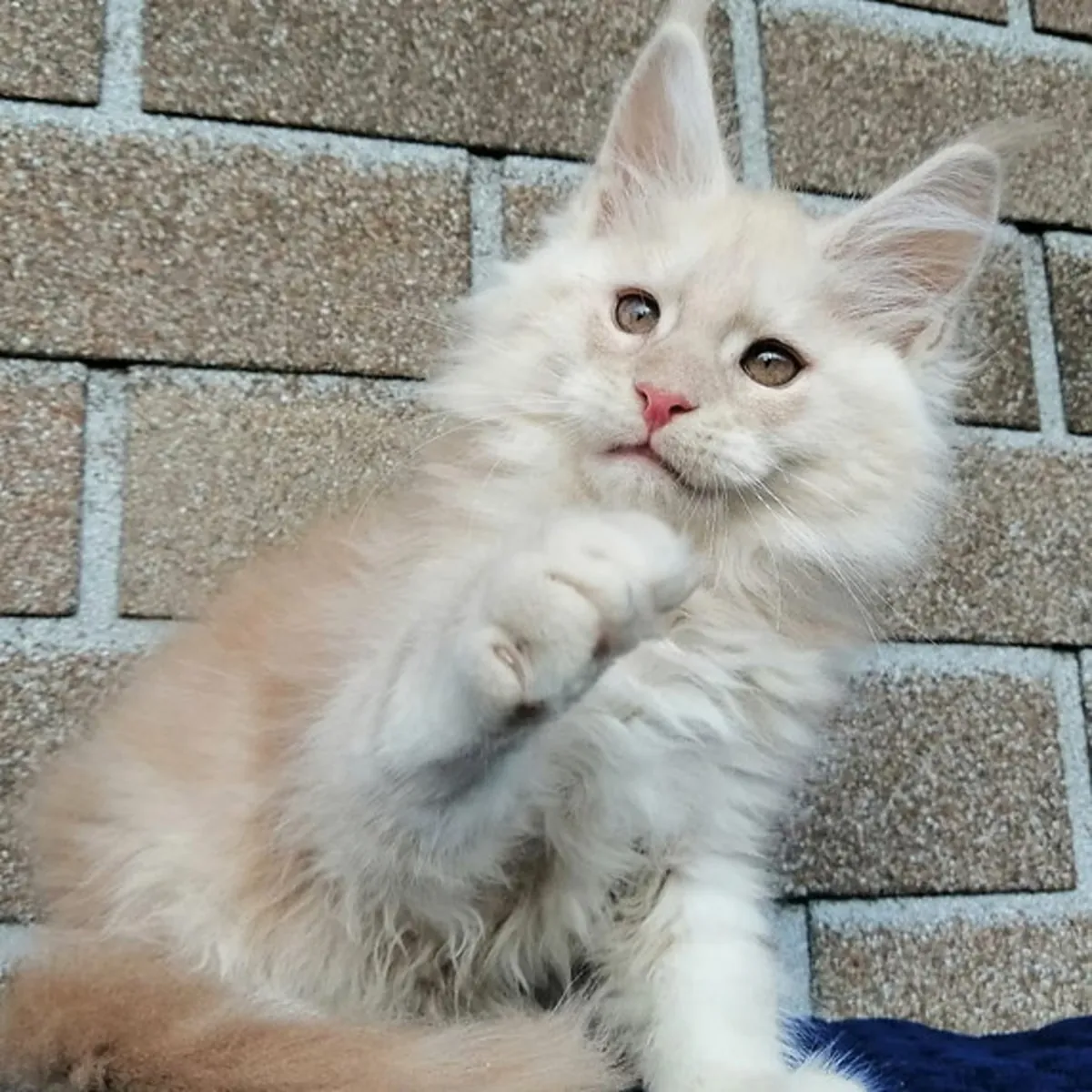 缅因库恩小猫寻找永远的爱心家庭！