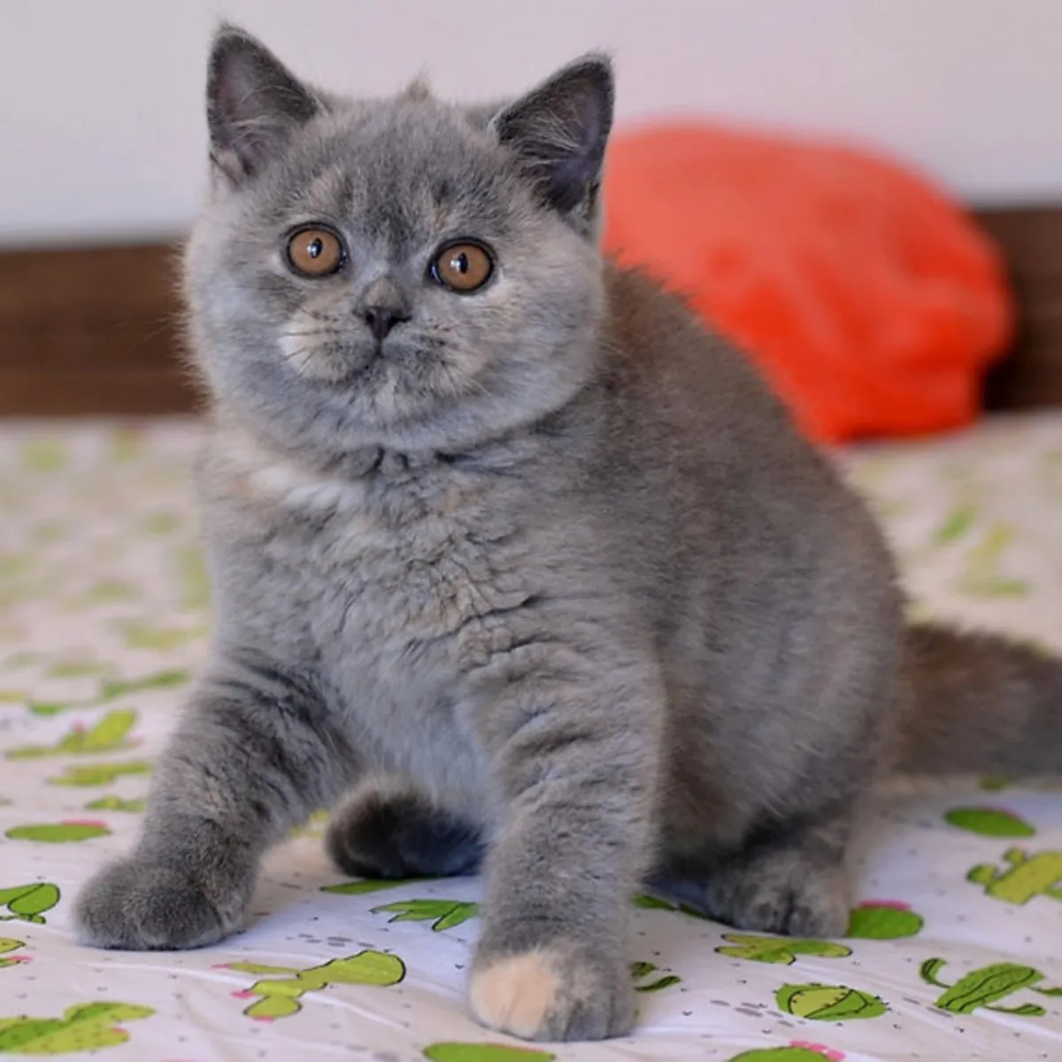 Котята Британской Шершавая на Усыновление