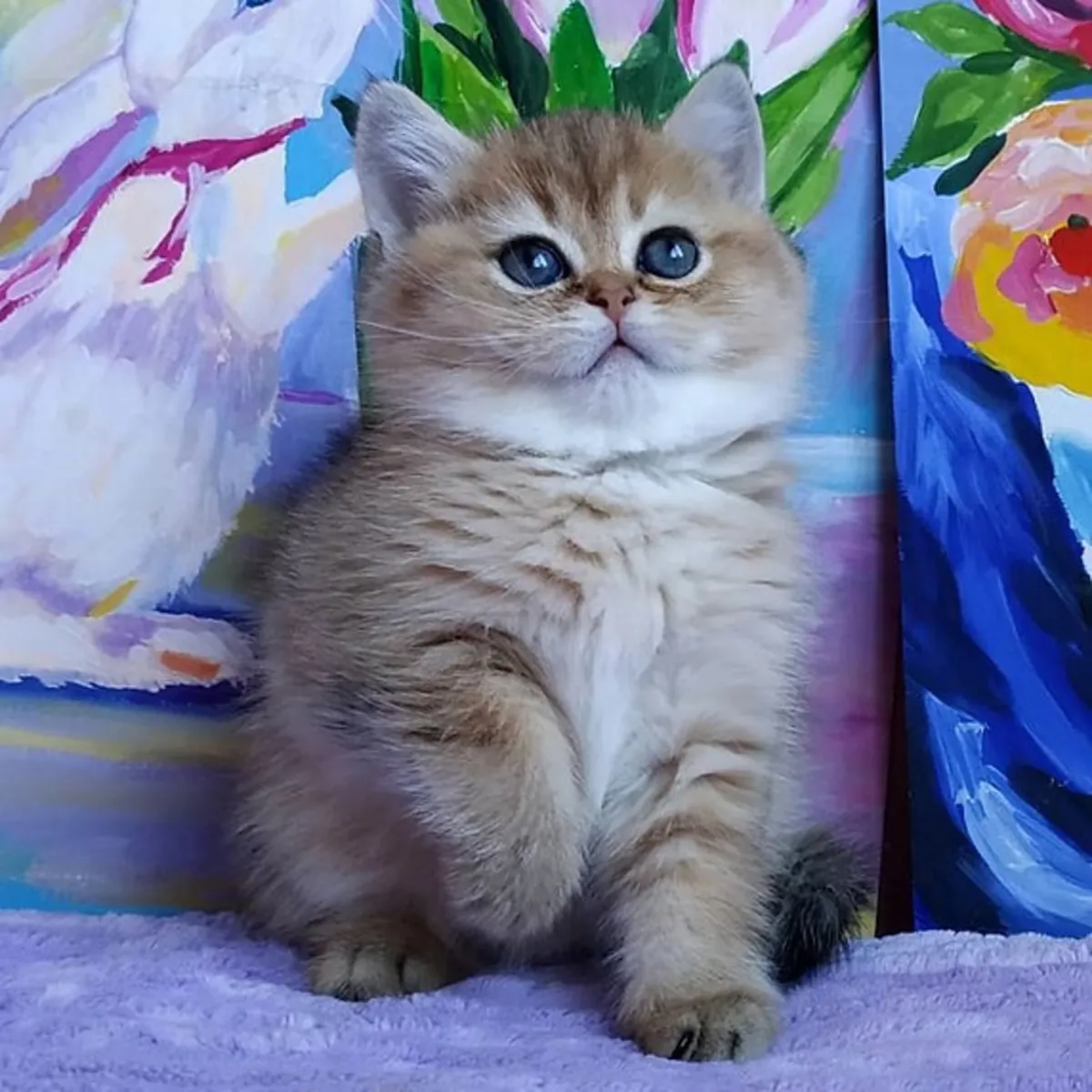 Котята Британской Шершавая на Усыновление