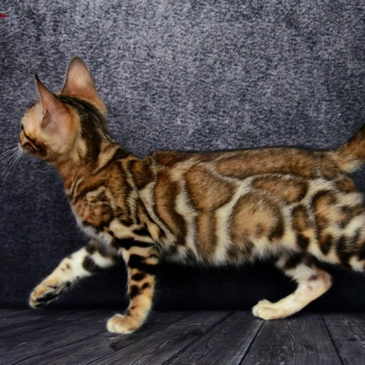 Gatitos Bengalíes en Adopción