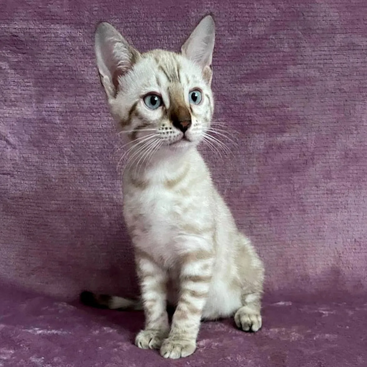 Gatitos Bengalíes en Adopción