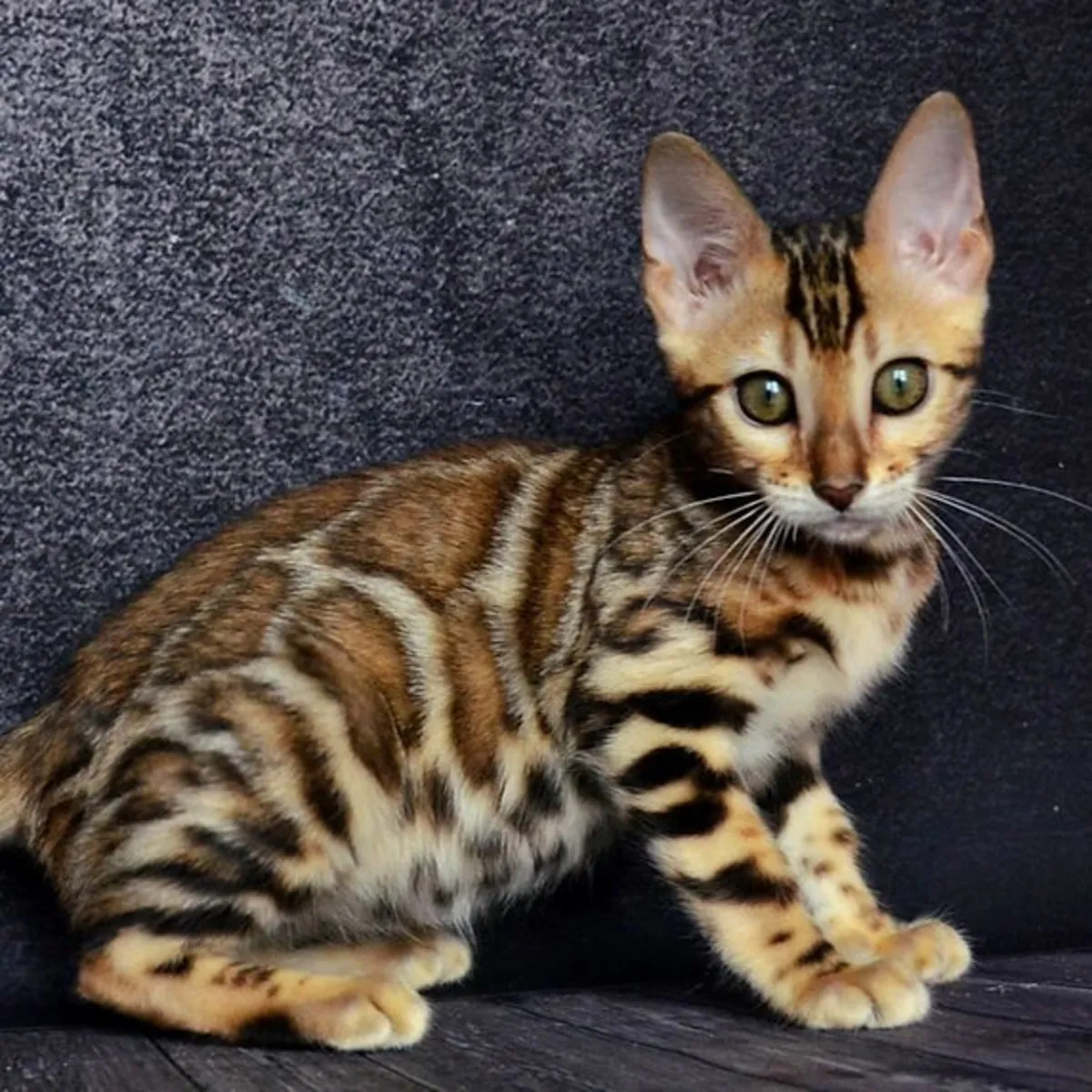 Gatitos Bengalíes en Adopción
