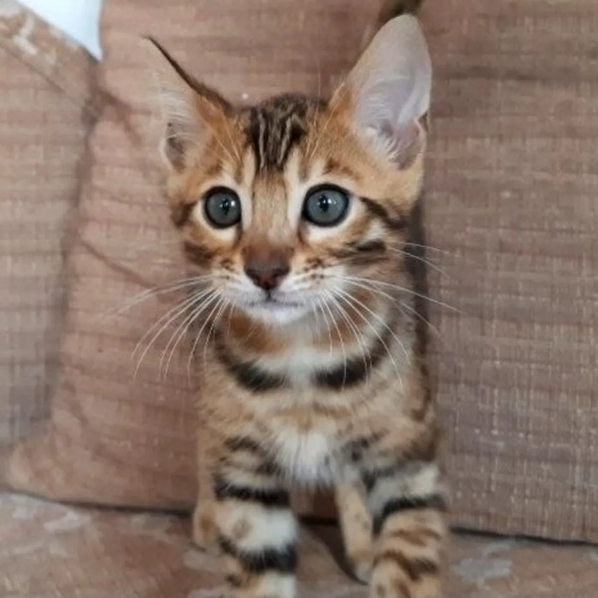 Gatitos Bengalíes en Adopción