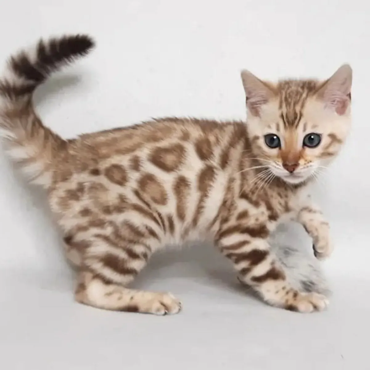 Gatitos Bengalíes en Adopción