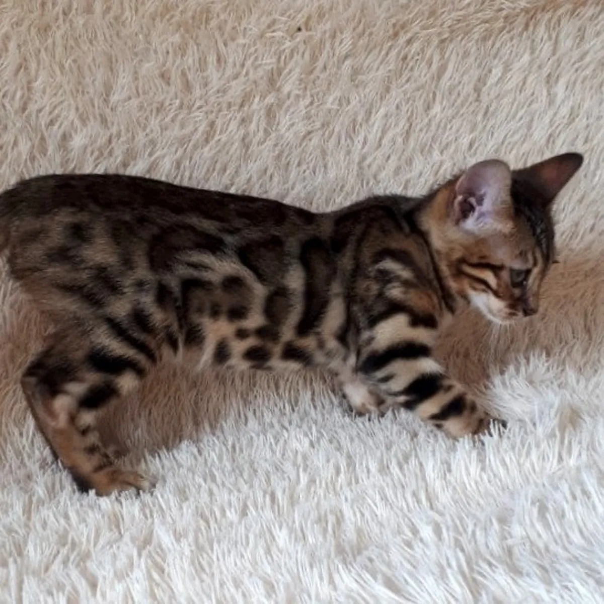 Gatitos Bengalíes en Adopción