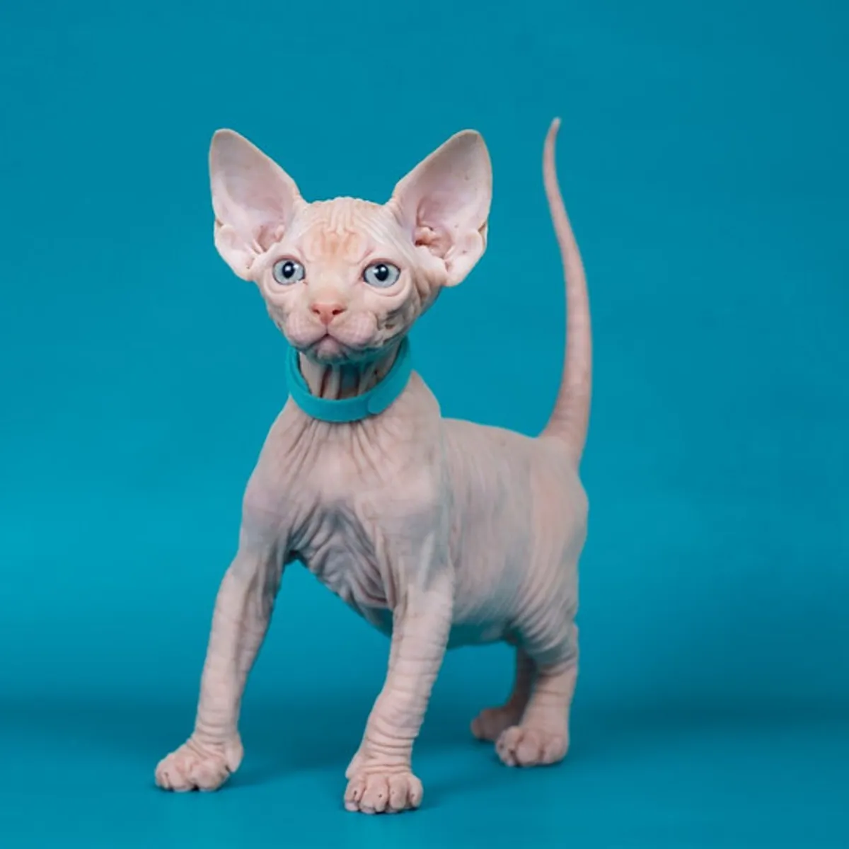 ¡Adorables gatitos Sphynx disponibles para adopción! 💕🐱