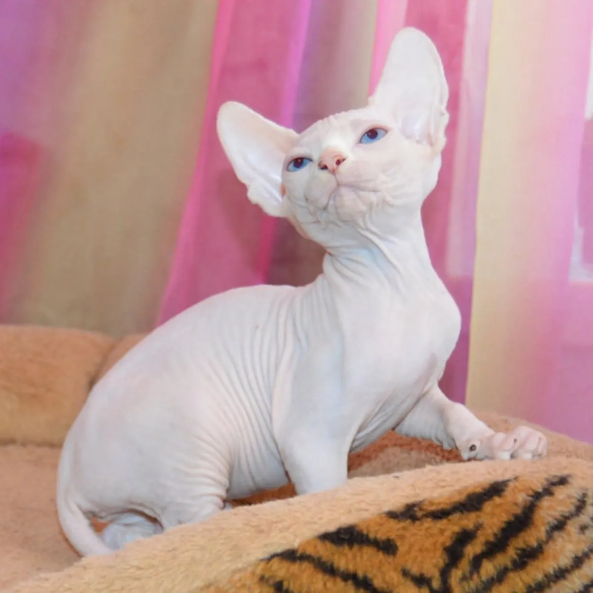 ¡Adorables gatitos Sphynx disponibles para adopción! 💕🐱