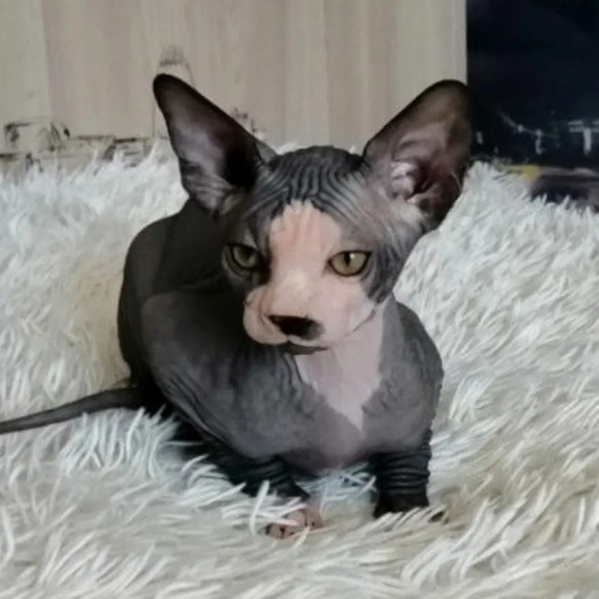 ¡Adorables gatitos Sphynx disponibles para adopción! 💕🐱