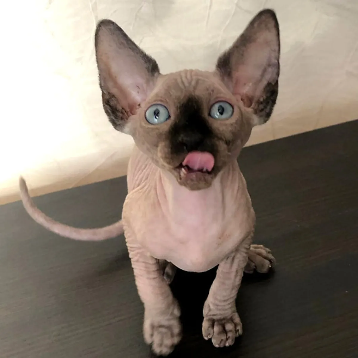 ¡Adorables gatitos Sphynx disponibles para adopción! 💕🐱