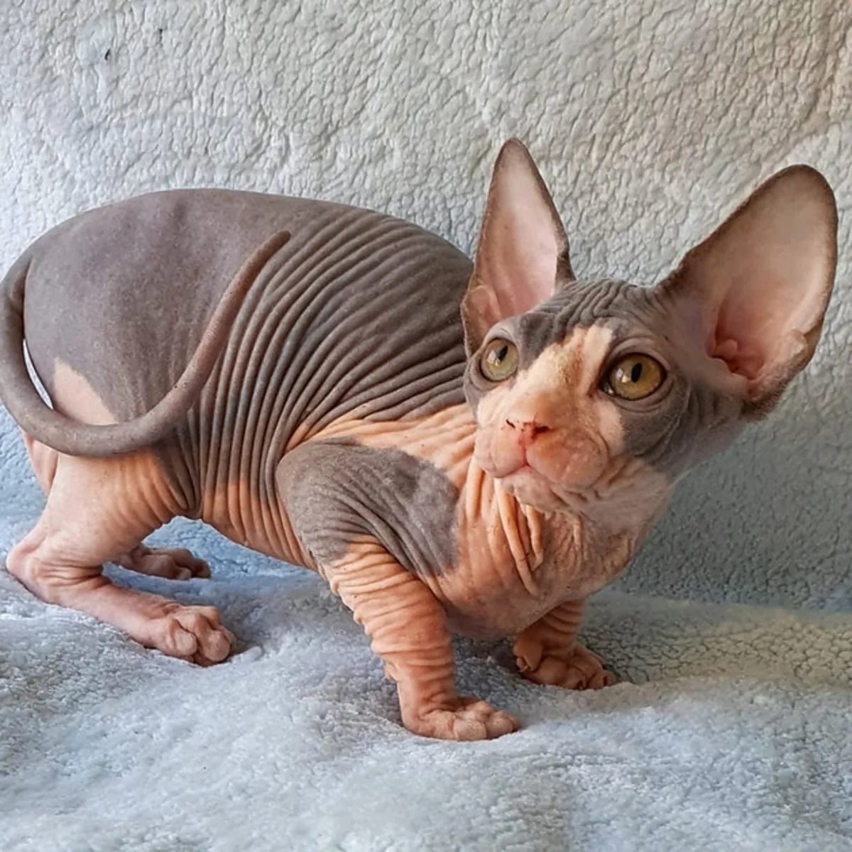 ¡Adorables gatitos Sphynx disponibles para adopción! 💕🐱