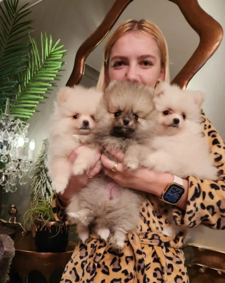 Мальчик щенок померанца для усыновления