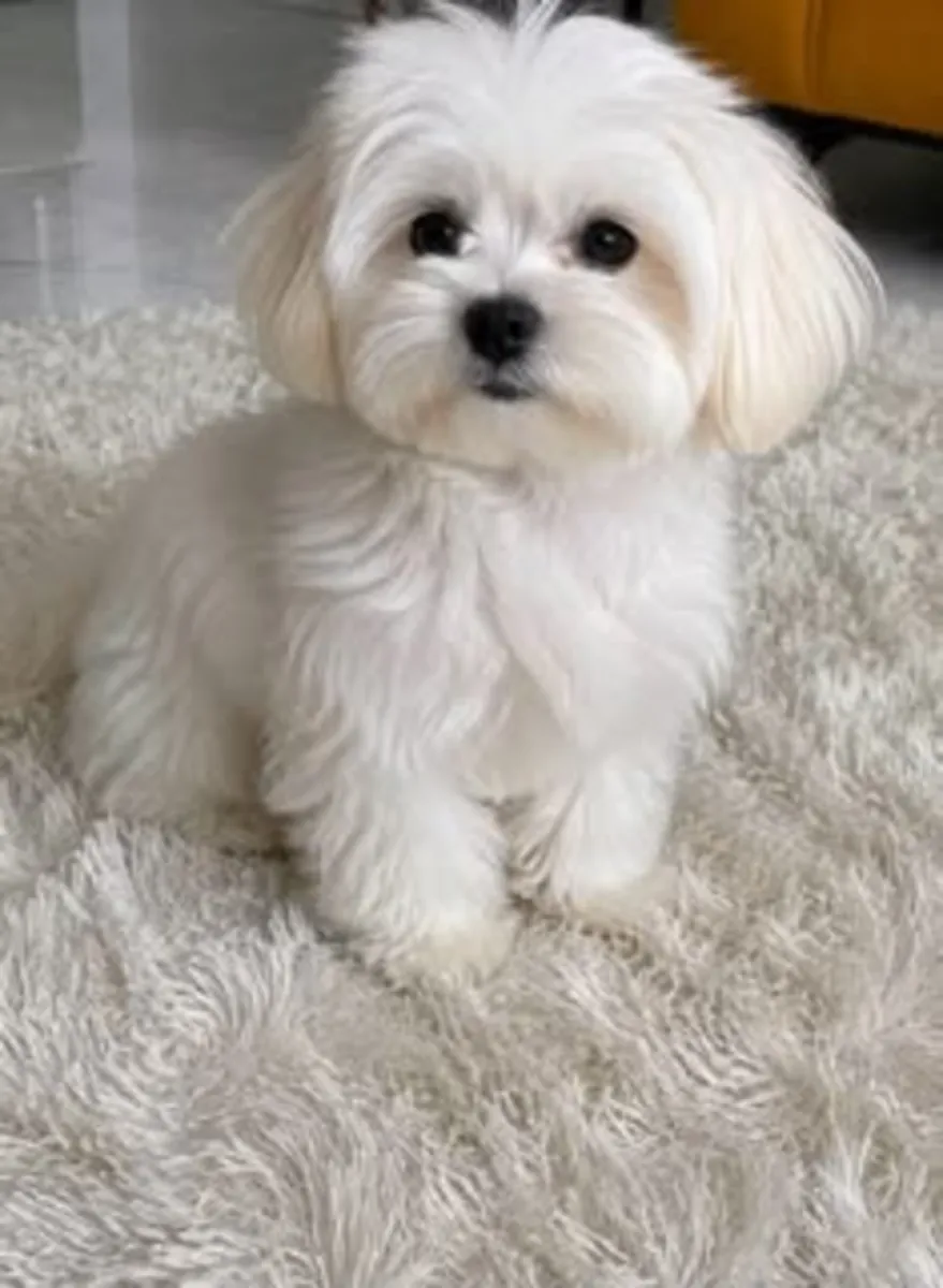 可爱的马尔济斯幼犬寻找永远的家
