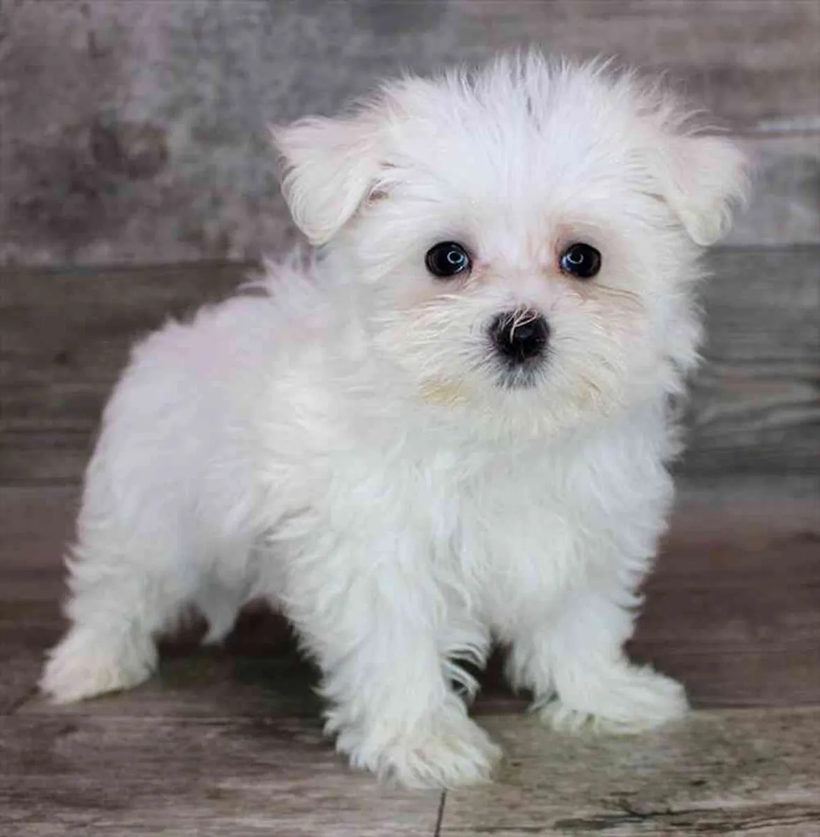 认识你的新好朋友 – 马尔济斯幼犬 🐾