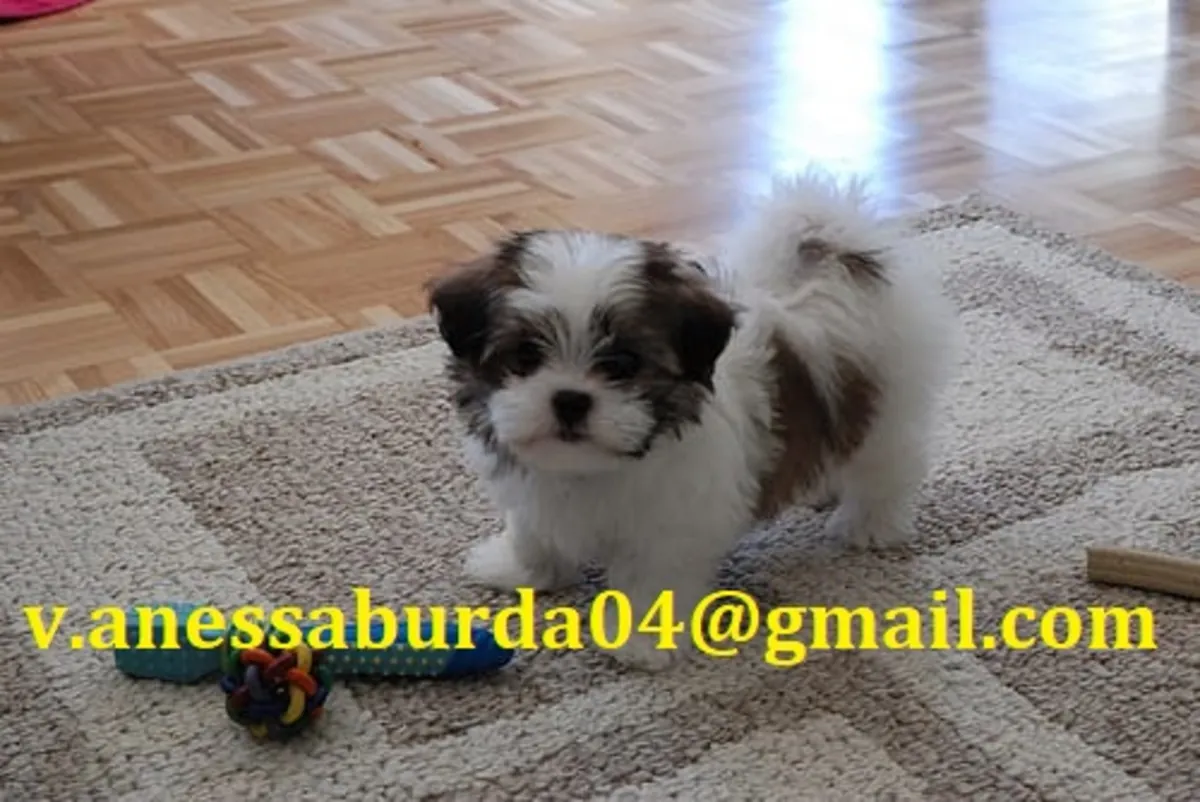 家训练的西施犬幼犬，照片上的电子邮件