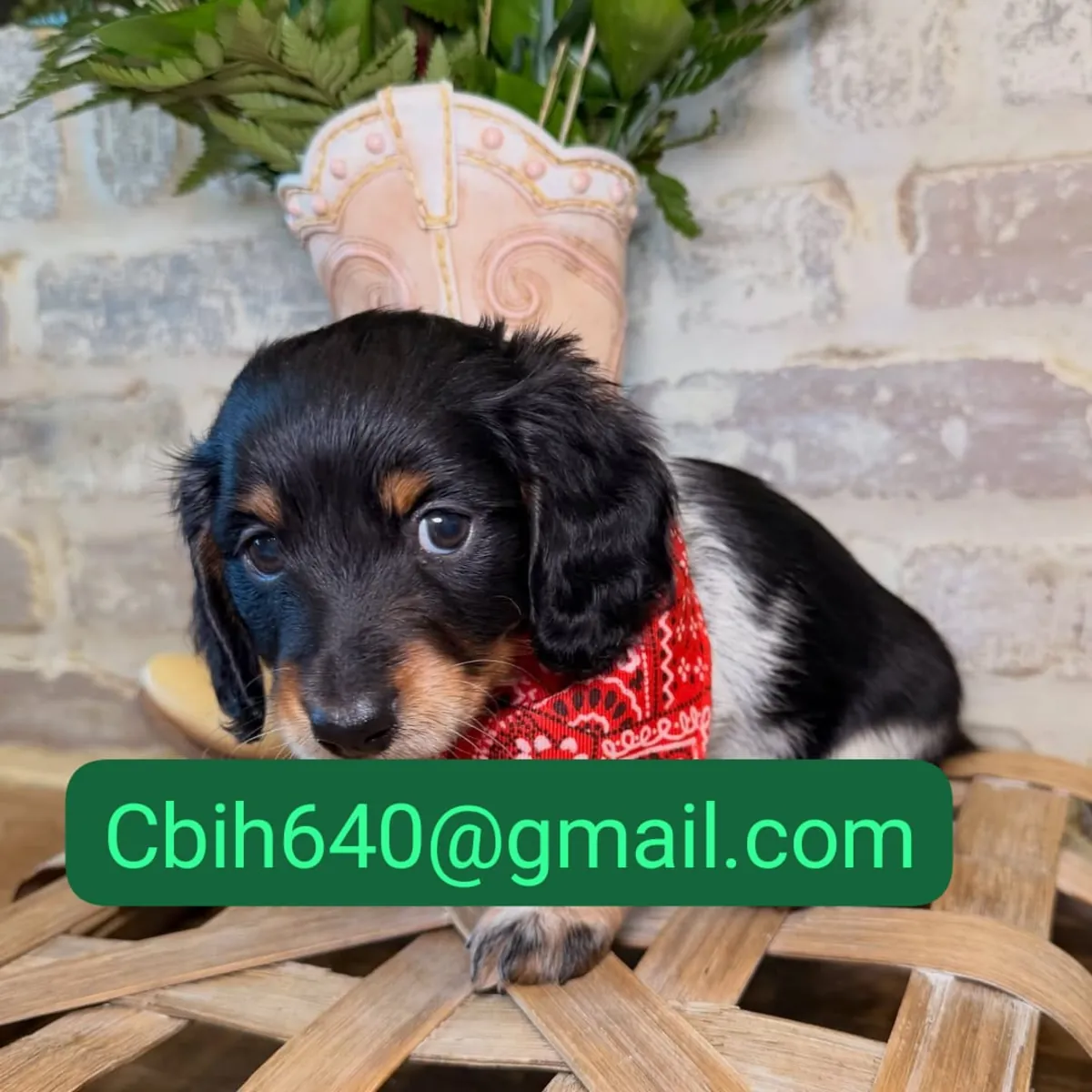 等待找到特殊家庭的小腊肠犬幼犬 603990353