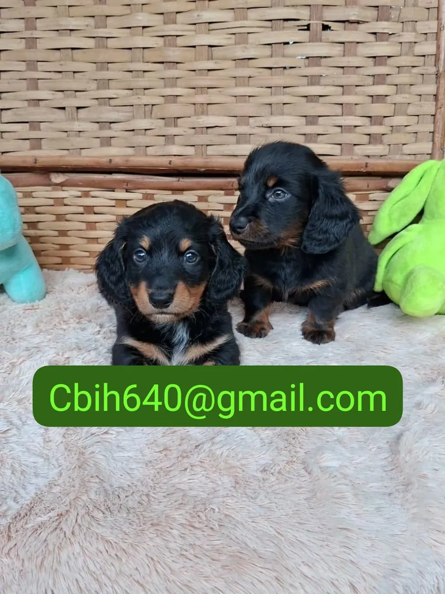 CACHORRO TECKEL ESPERANDO UNA FAMILIA QUE LO CUIDE CON AMOR 603990353