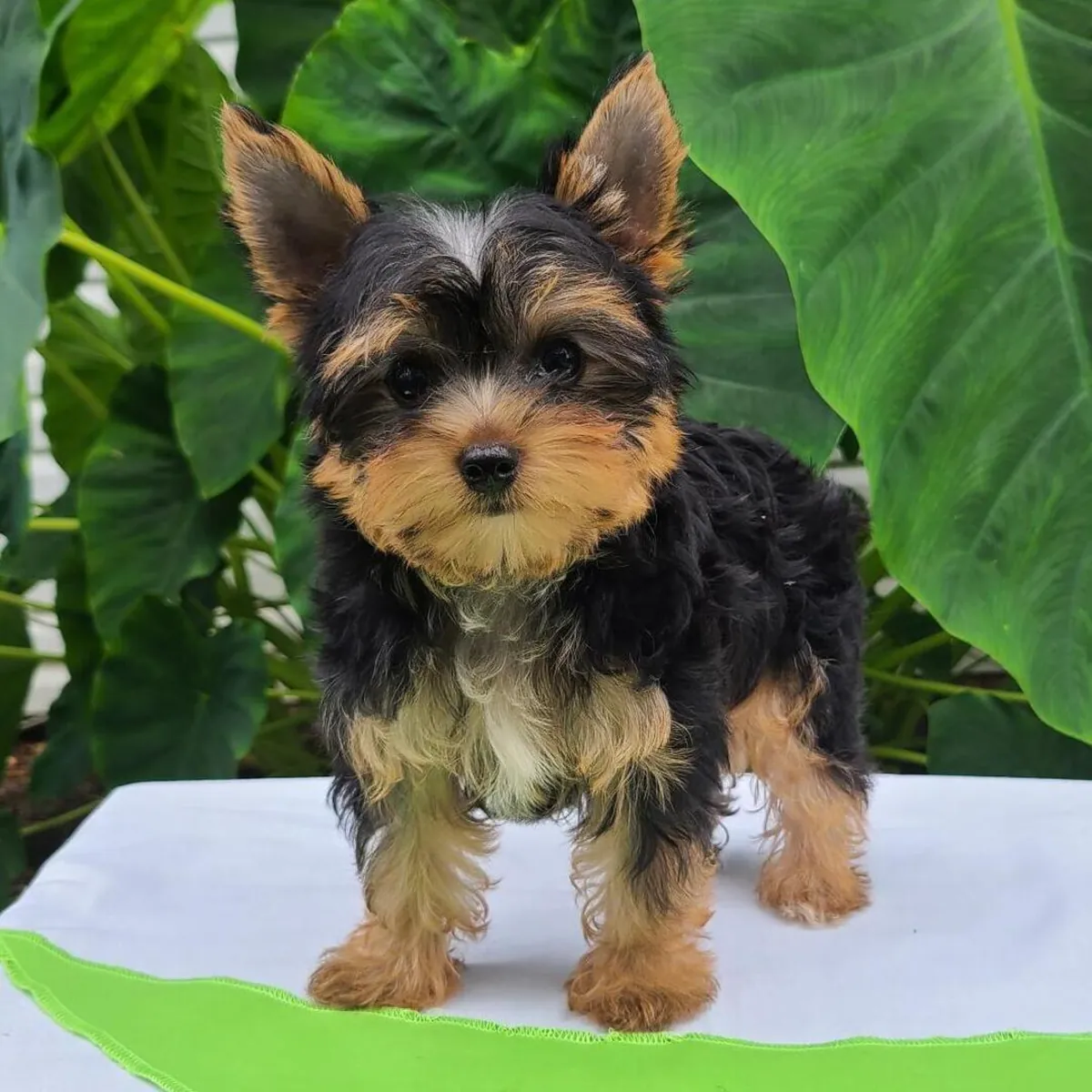 Dişi ve Erkek Yorkshire Terrier Yavru Köpekler