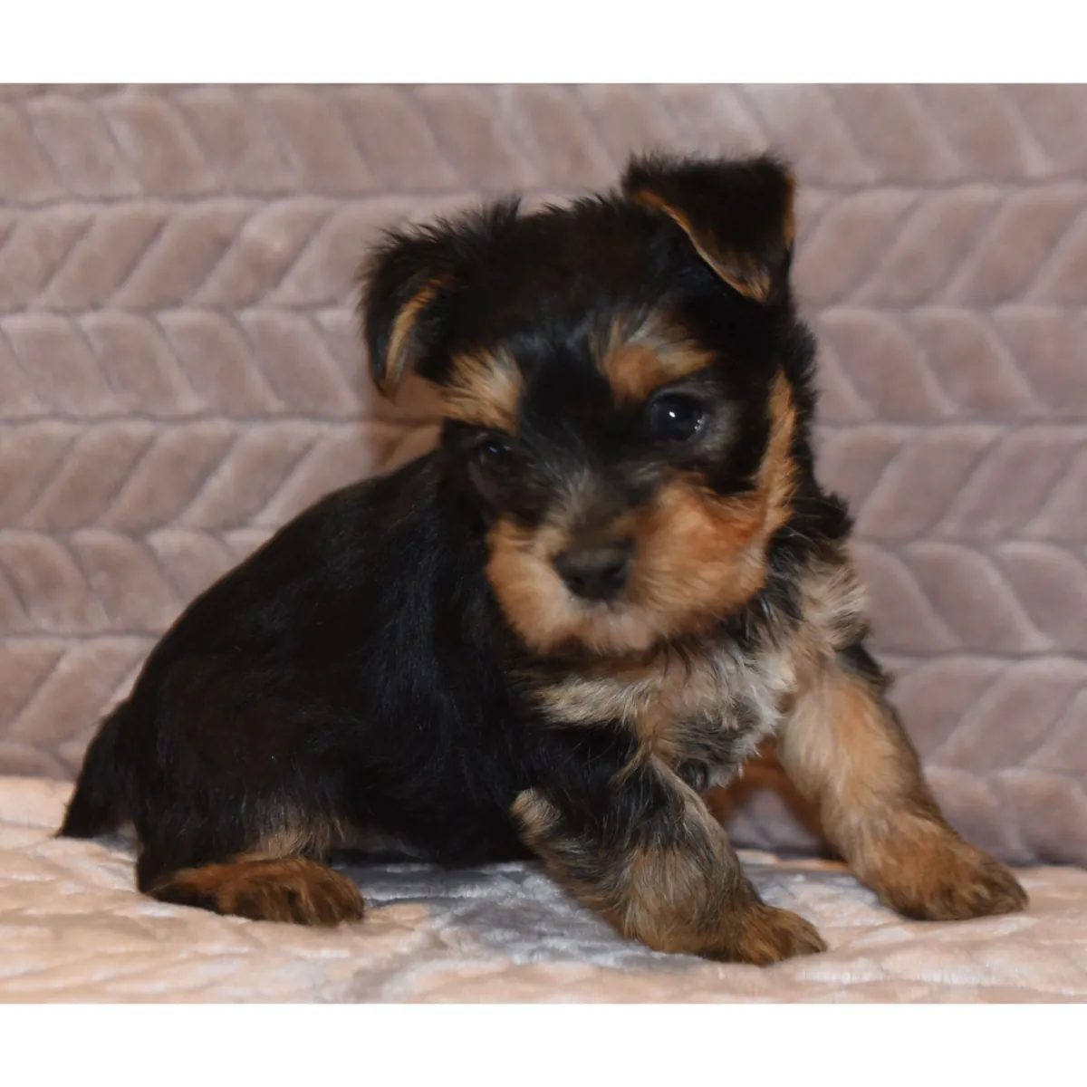Dişi ve Erkek Yorkshire Terrier Yavru Köpekler