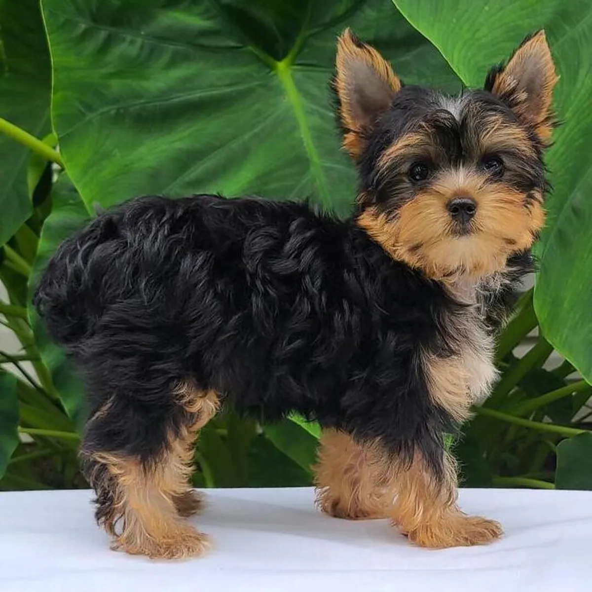 Dişi ve Erkek Yorkshire Terrier Yavru Köpekler