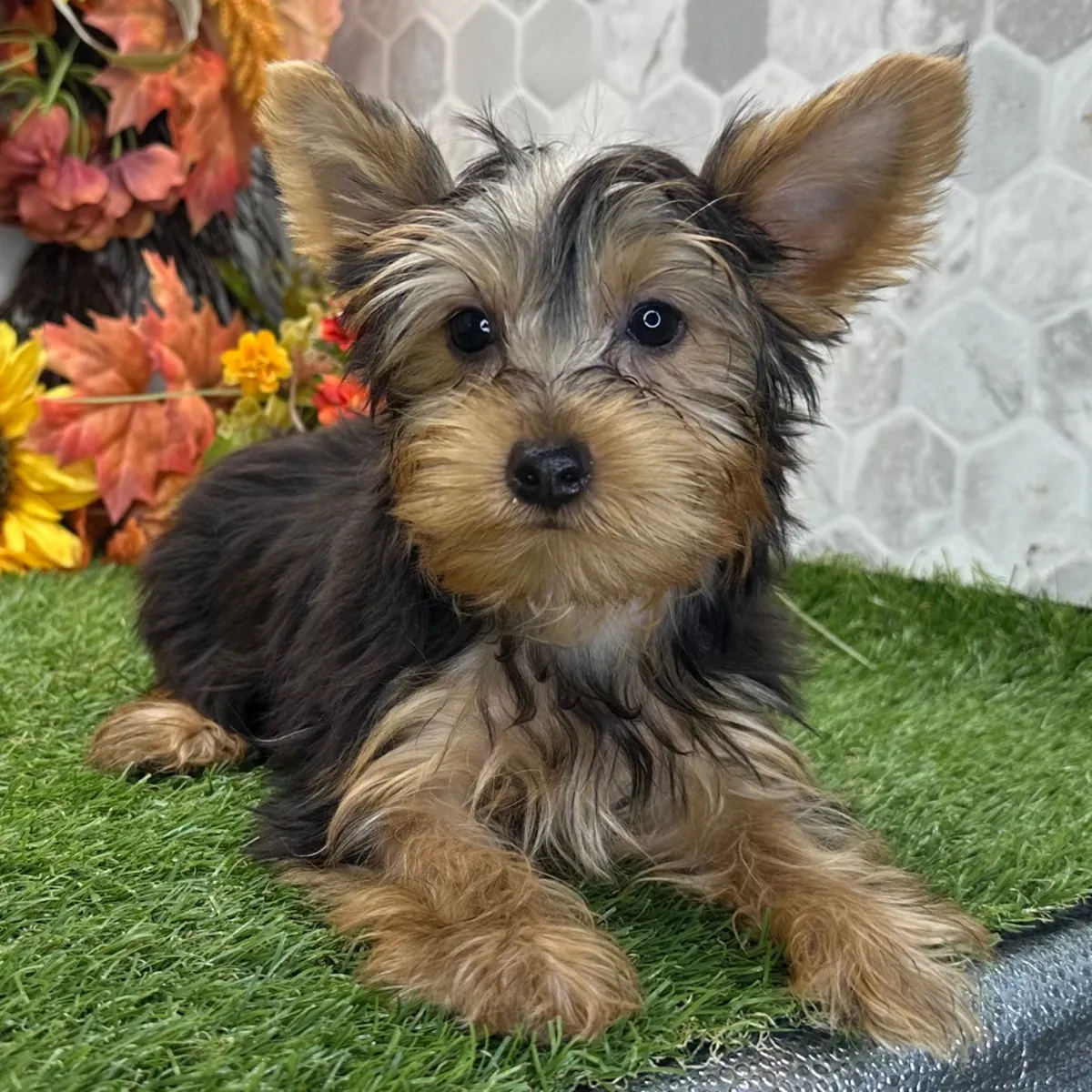 约克夏犬幼犬待领养