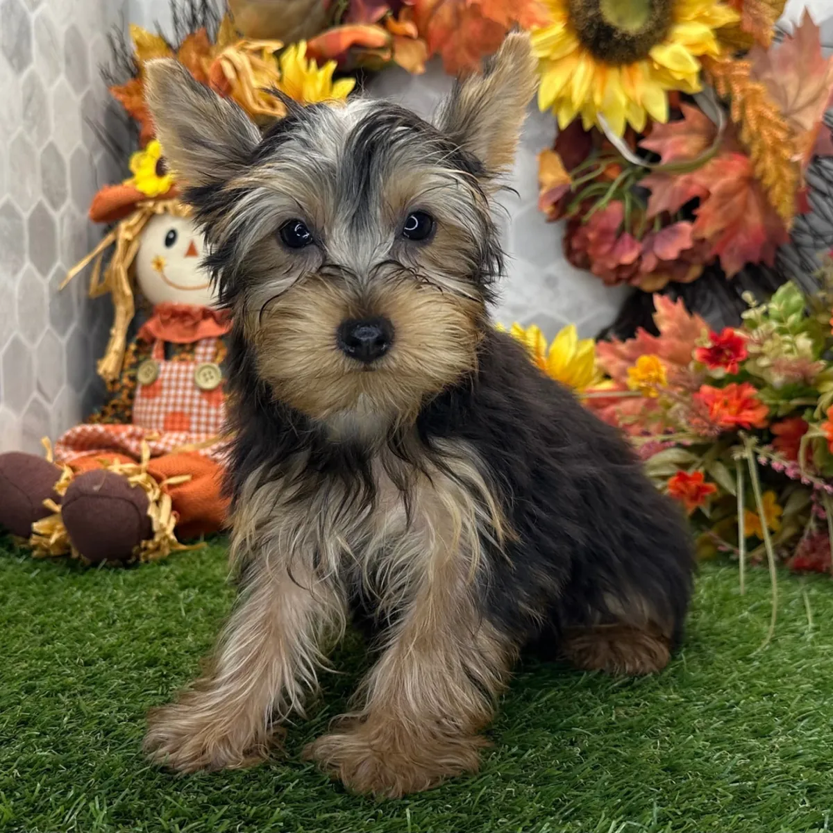 约克夏犬幼犬待领养