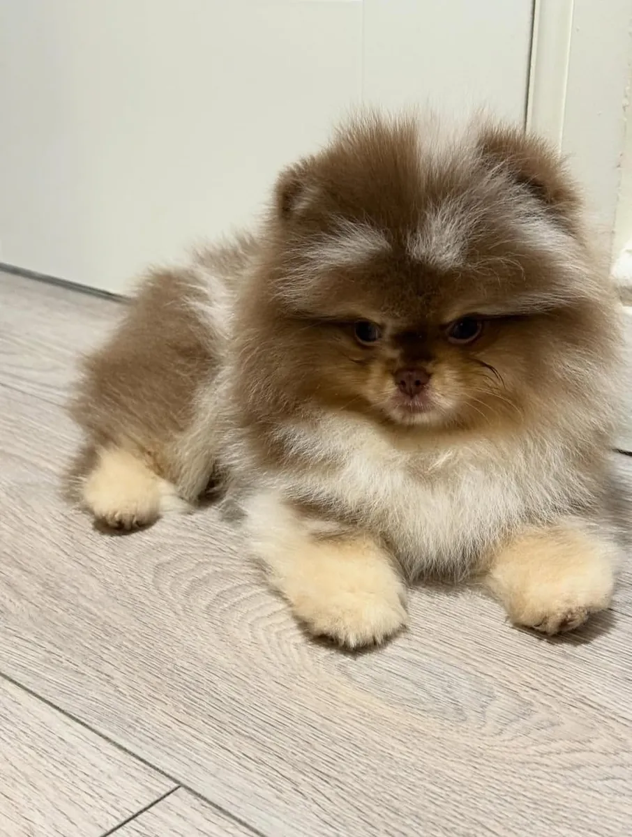 Adorable Pomeranian puppy 