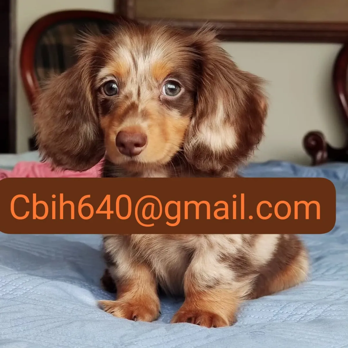 CACHORRO TECKEL EN BUSCA DE UN HOGAR LLENO DE CARIÑO 603990353