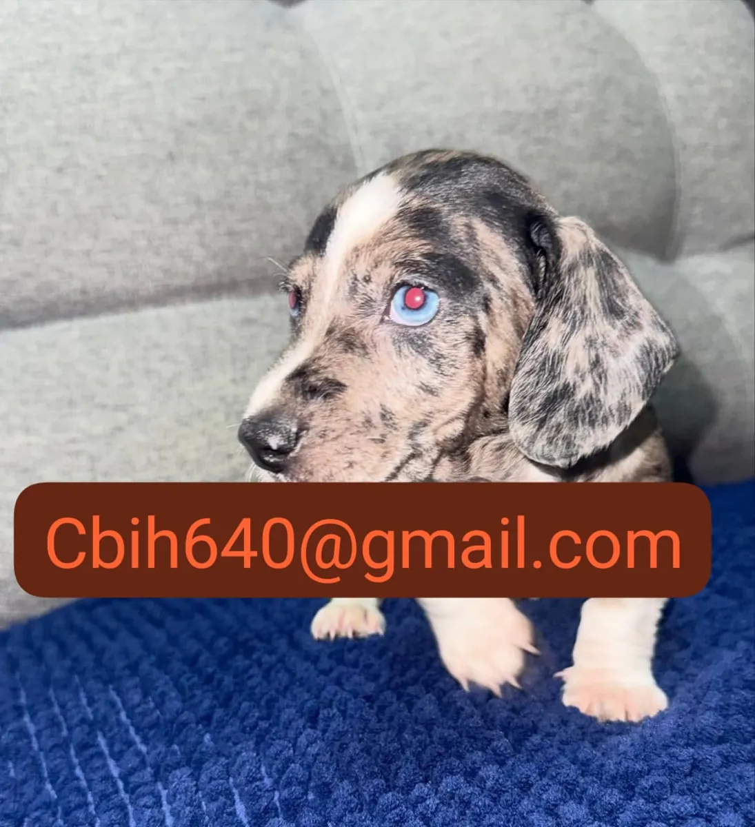 YENİ AİLESİNİ BEKLEYEN KÜÇÜK DACHSHUND 603990353