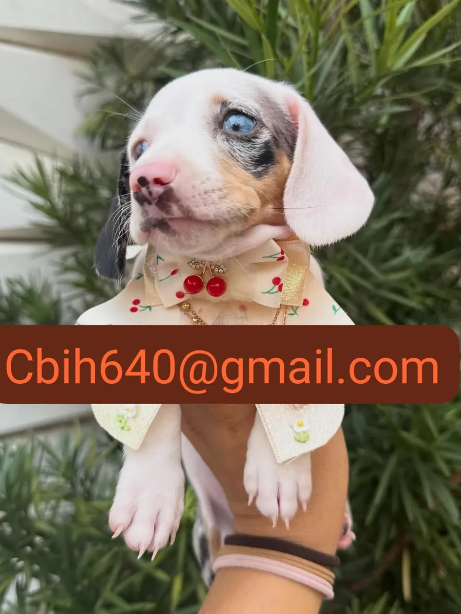 CACHORRO TECKEL BUSCA UN HOGAR DONDE CRECER FELIZ 603990353