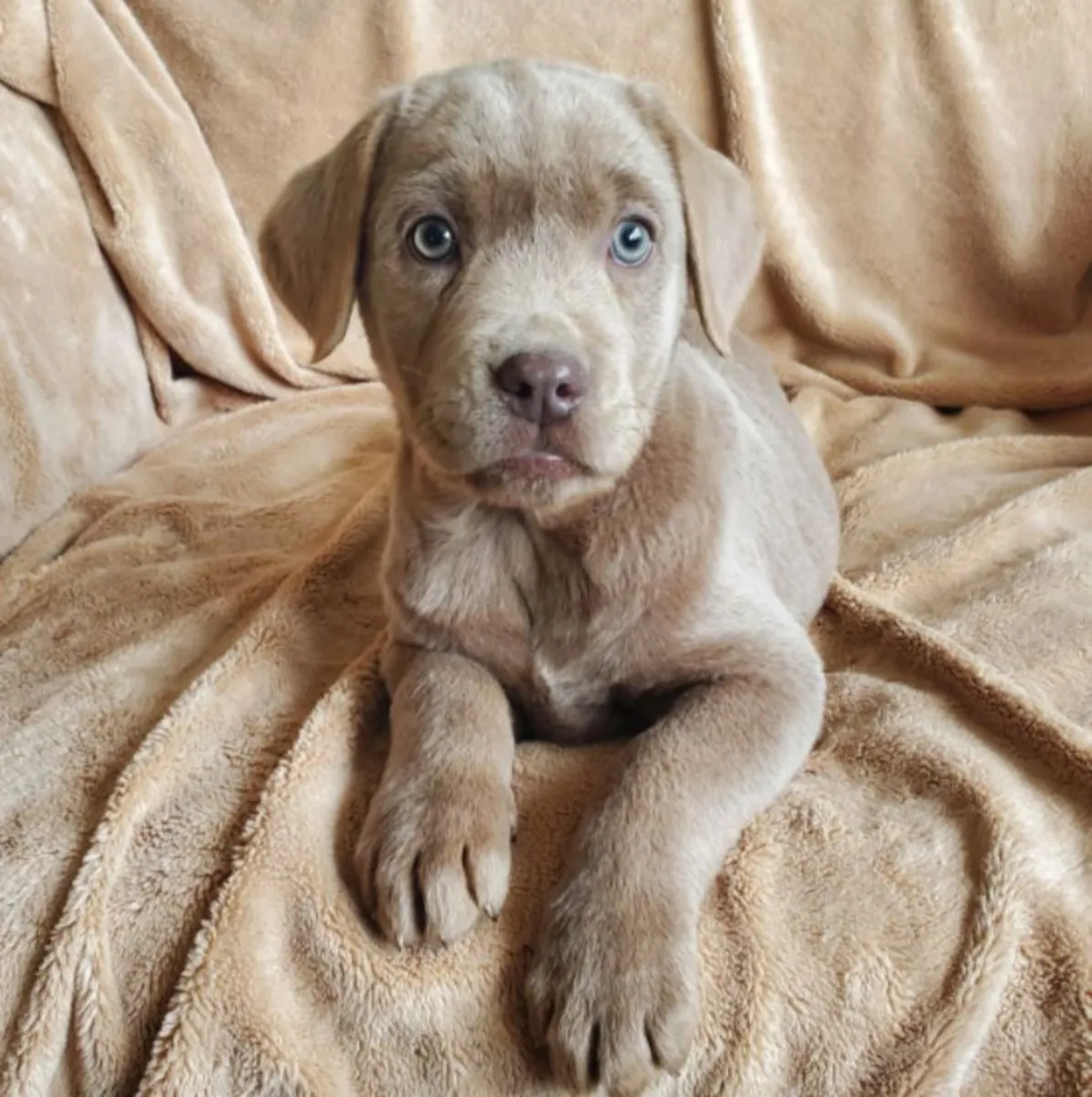 Adorables cachorros Labrador Retriever buscan un hogar lleno de amor 🐾
