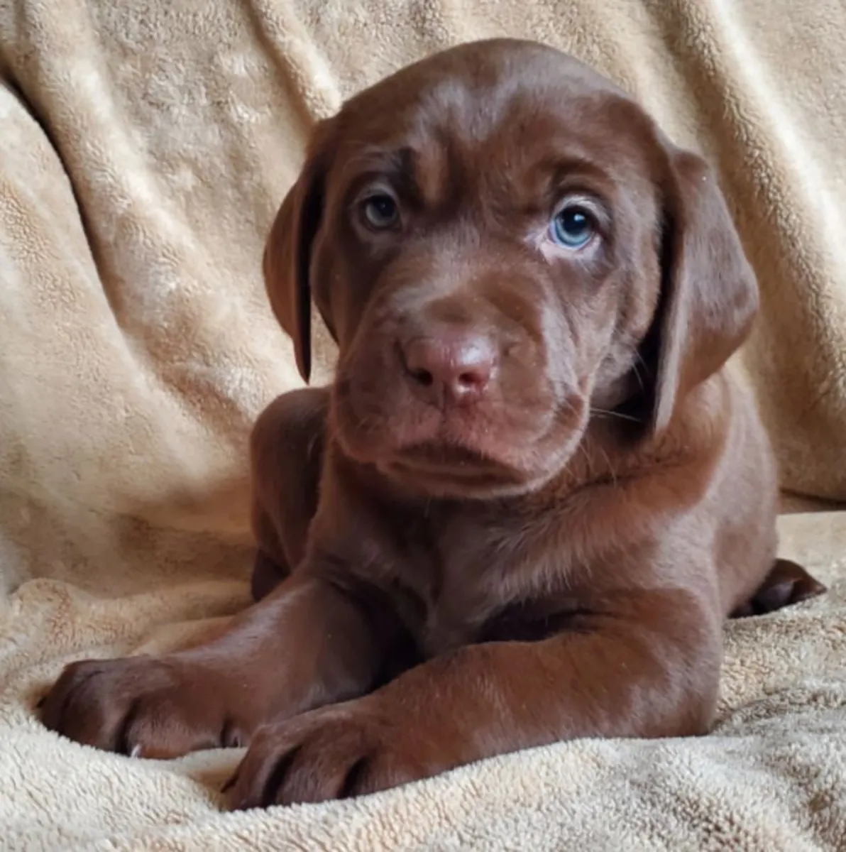 Adorables cachorros Labrador Retriever buscan un hogar lleno de amor 🐾
