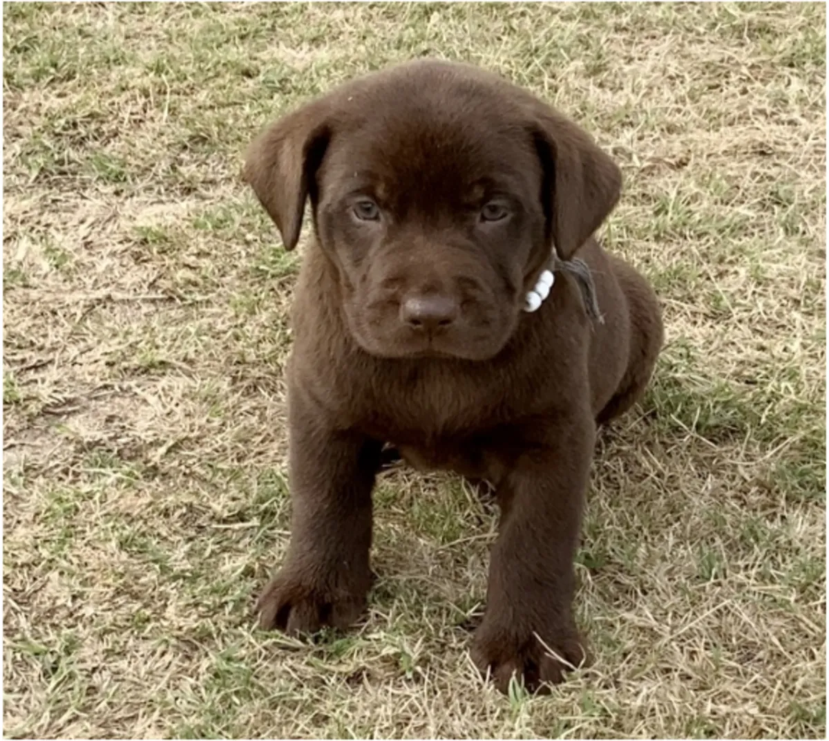 Adorables cachorros Labrador Retriever buscan un hogar lleno de amor 🐾