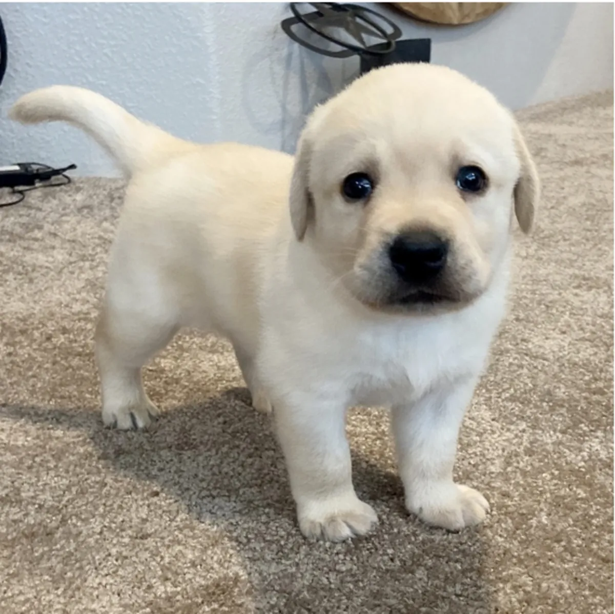 Adorables cachorros Labrador Retriever buscan un hogar lleno de amor 🐾
