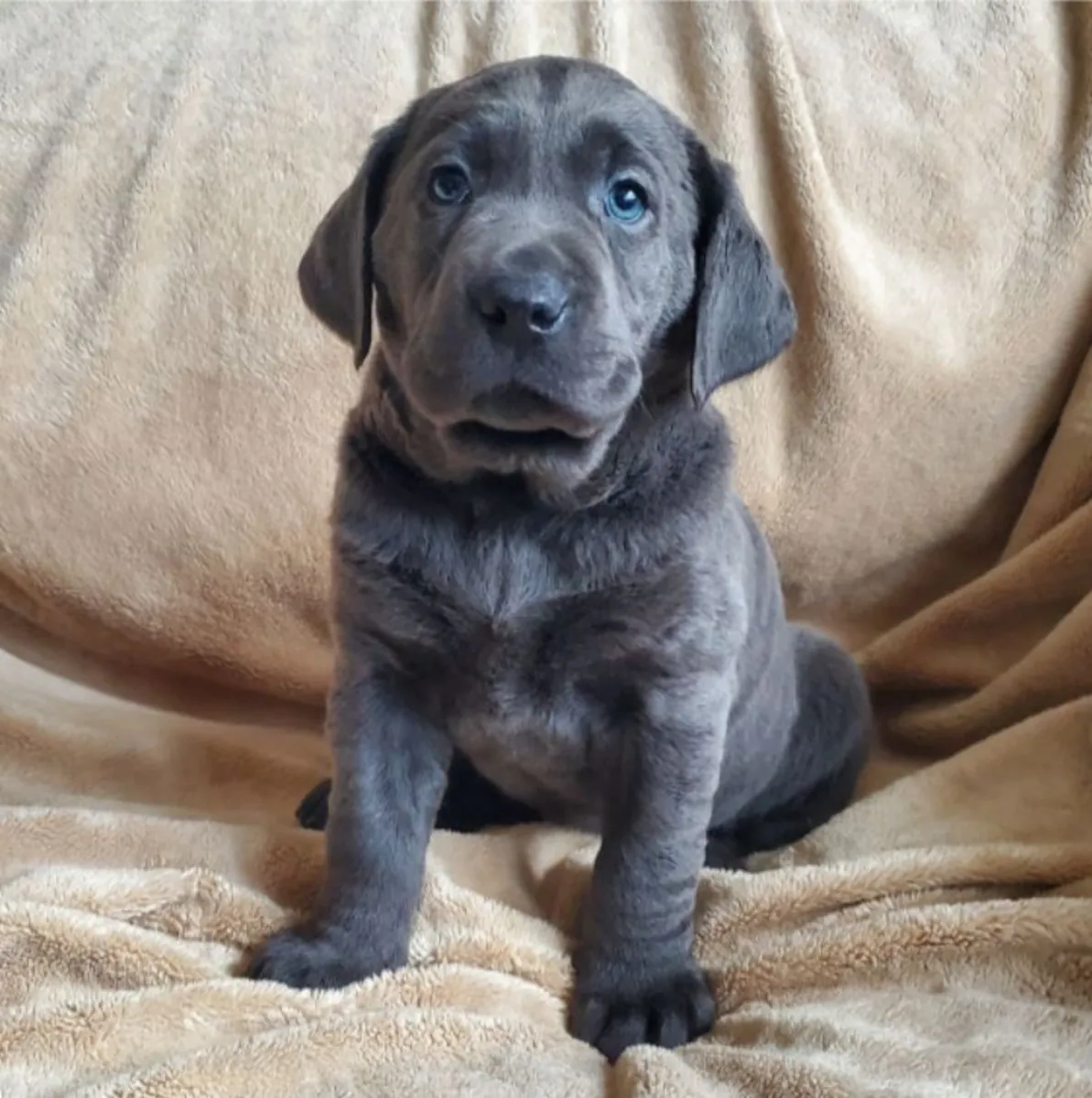 Cachorros Labrador Retriever buscan adoptantes responsables