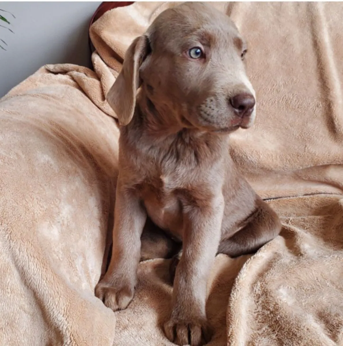 Cachorros Labrador Retriever buscan adoptantes responsables