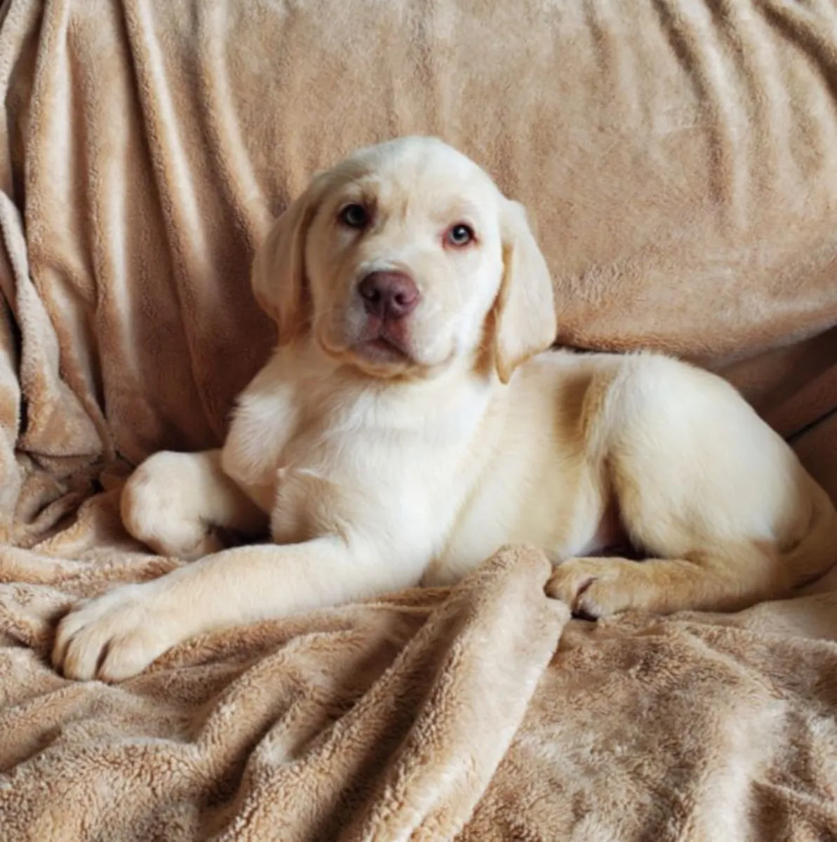 Cachorros Labrador Retriever buscan adoptantes responsables