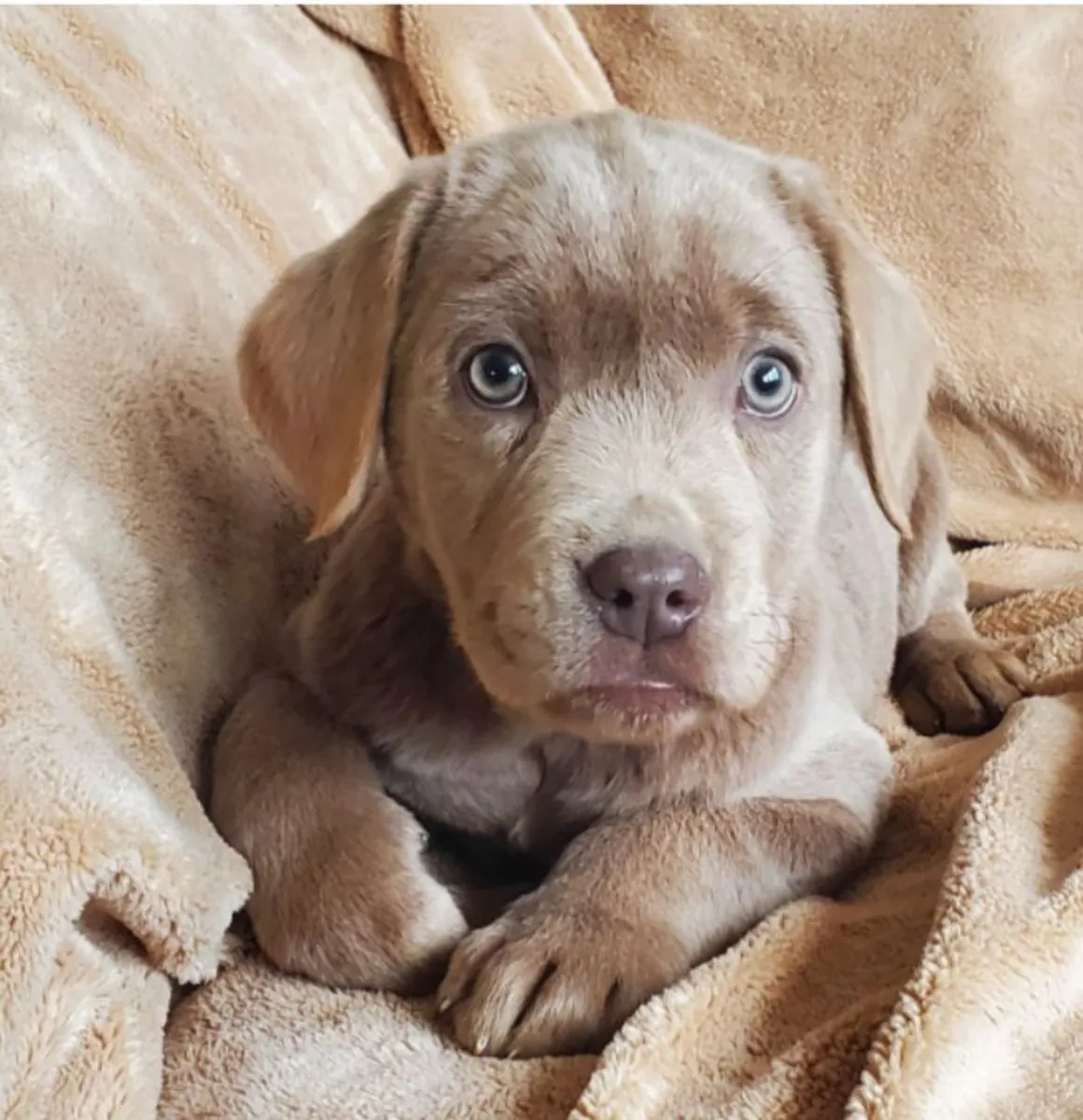 ¡El amor de un Labrador te está esperando! 🐾💛