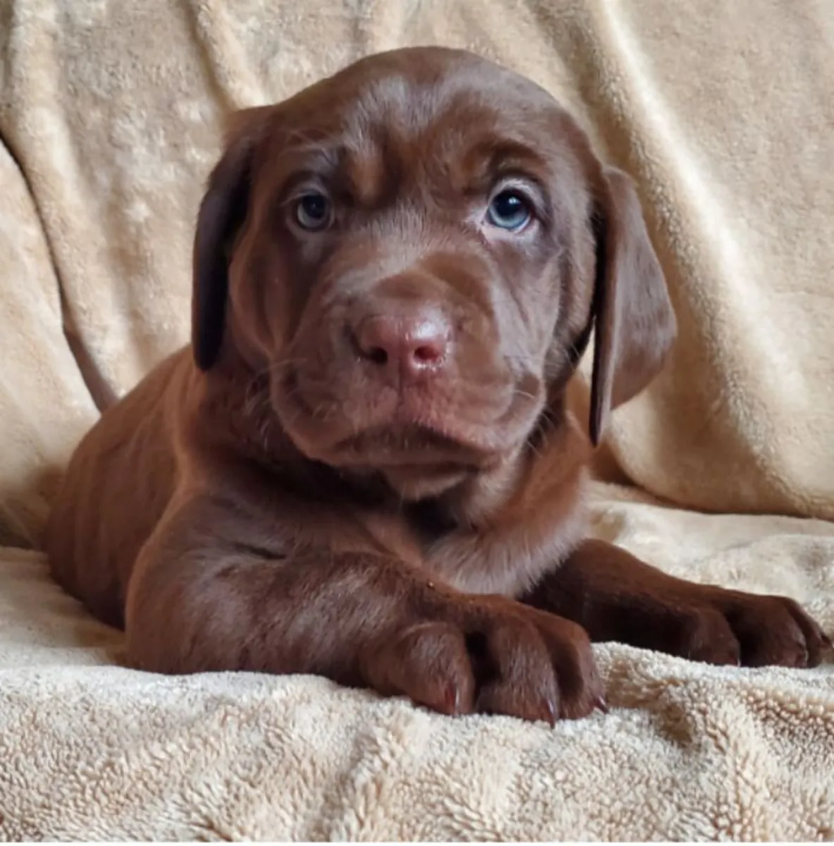 ¡El amor de un Labrador te está esperando! 🐾💛