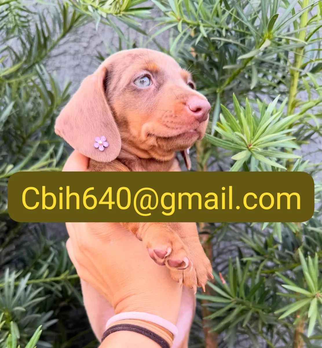 CACHORRO TECKEL ESPERA UNA FAMILIA QUE LO RECIBA CON MUCHO CARIÑO 603990353