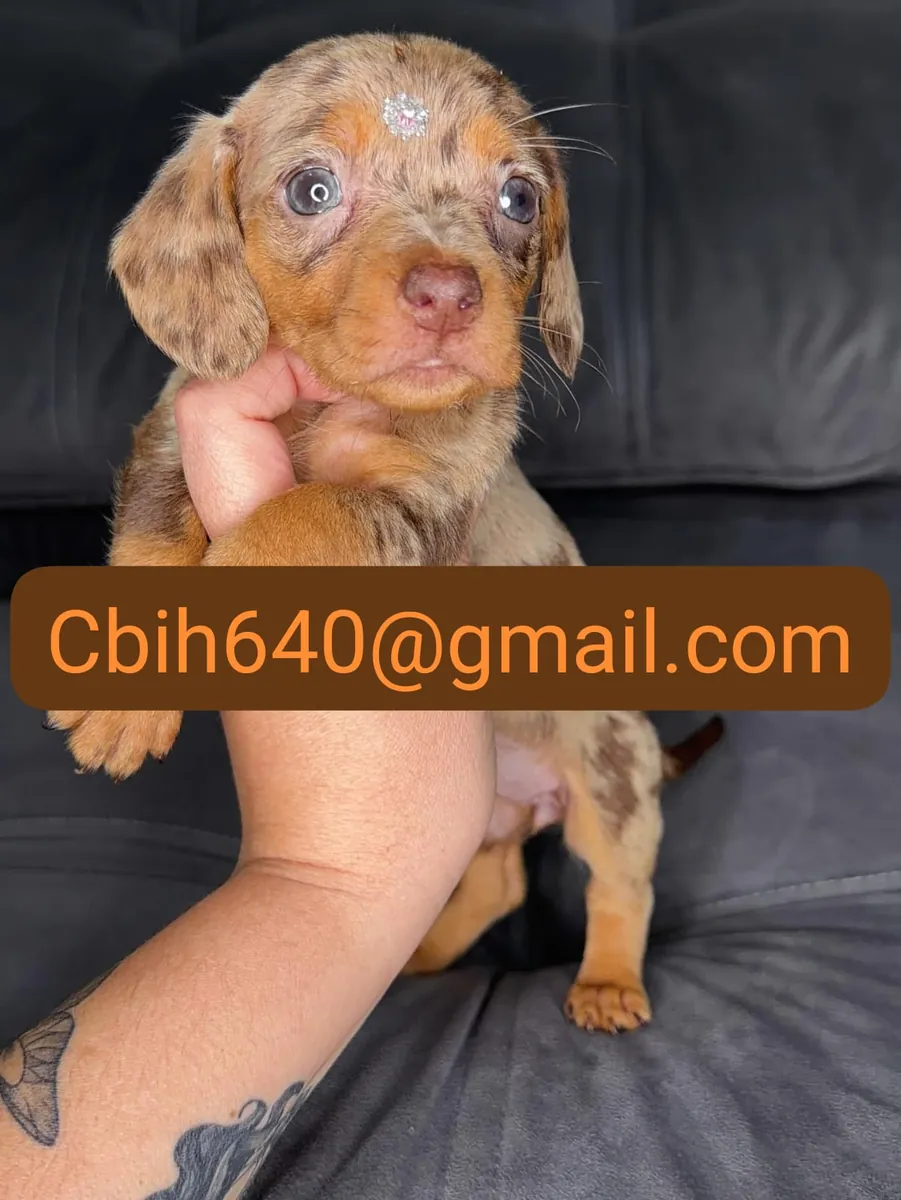 CACHORRO TECKEL BUSCA UN HOGAR LLENO DE CARIÑO 603990353