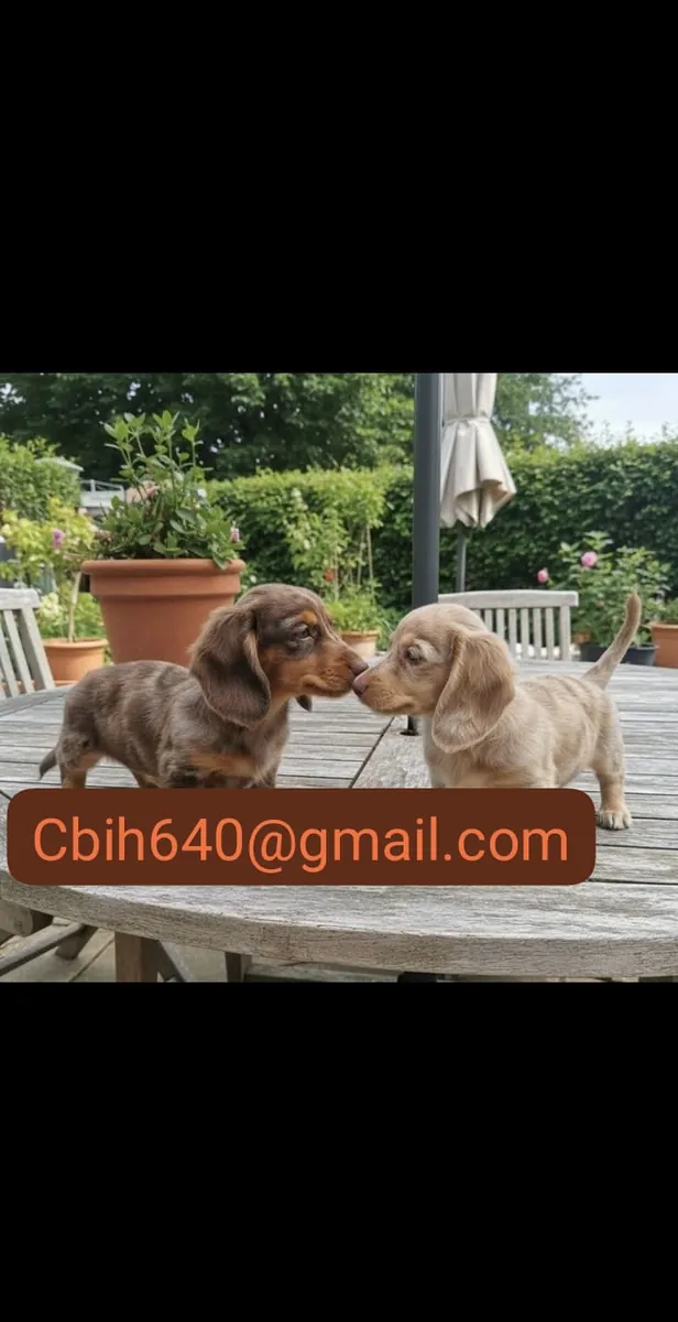 CACHORRO TECKEL BUSCA UNA FAMILIA QUE LE DÉ MUCHO CARIÑO 603990353