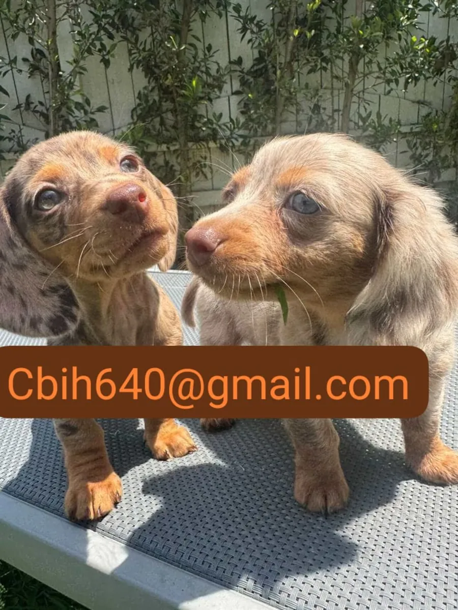 CACHORRO TECKEL ESPERA UN HOGAR DONDE PUEDA SER MUY FELIZ 603990353