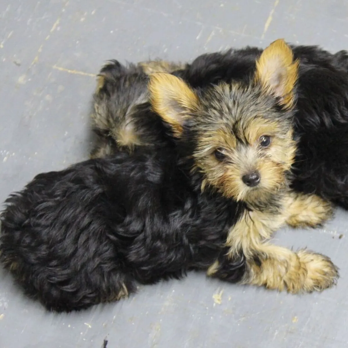 Adorable Yorkies for Adoption