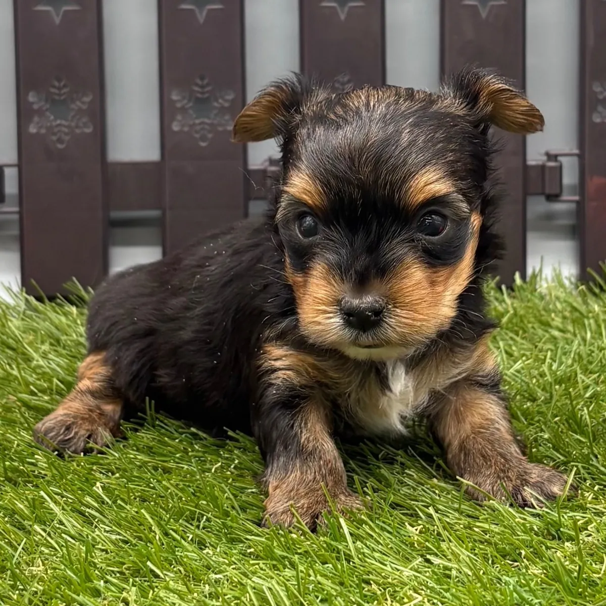 可爱的玩具尺寸约克夏犬幼犬