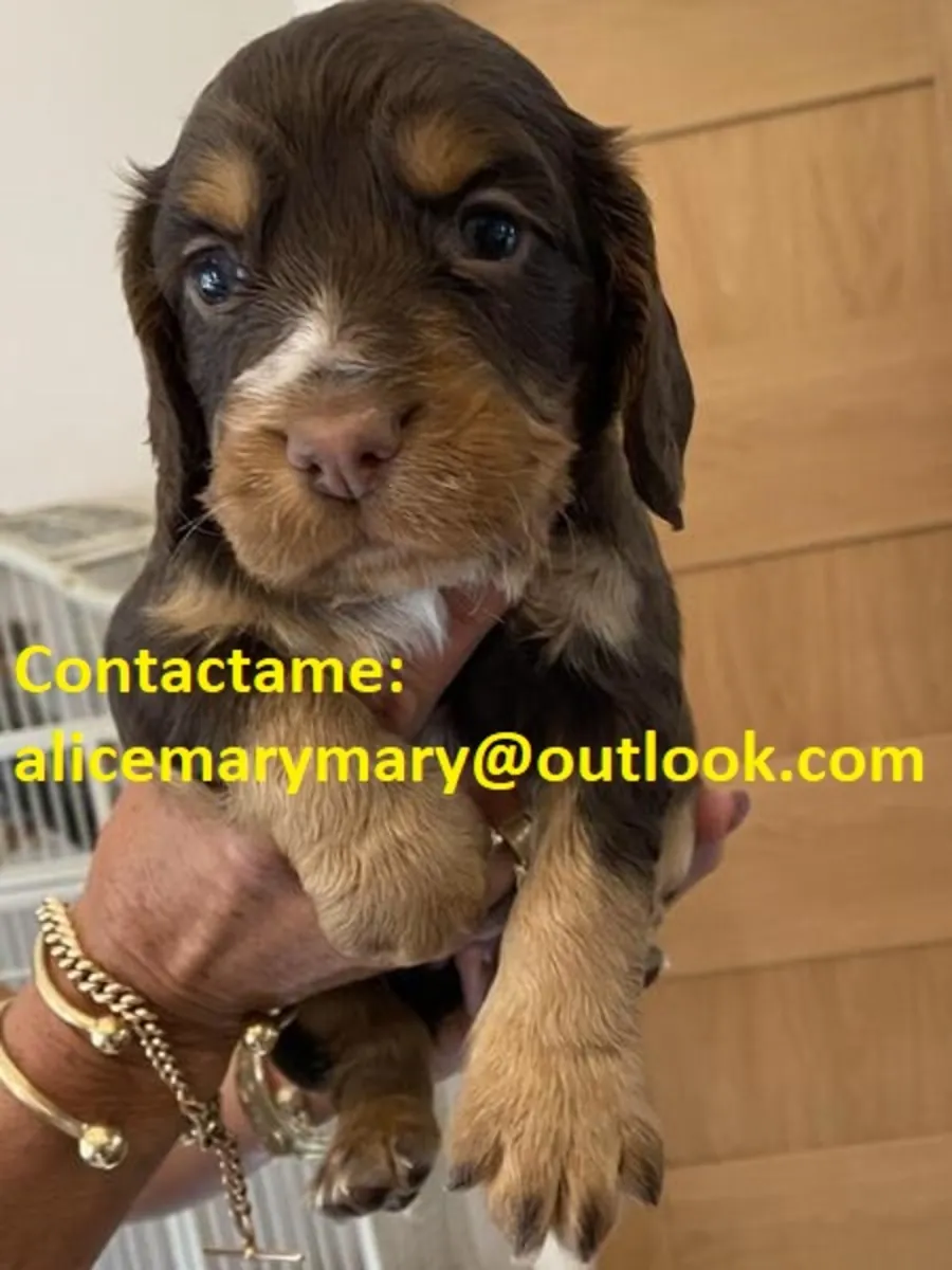 Cachorros Cocker Spaniel de Vanessa Wami