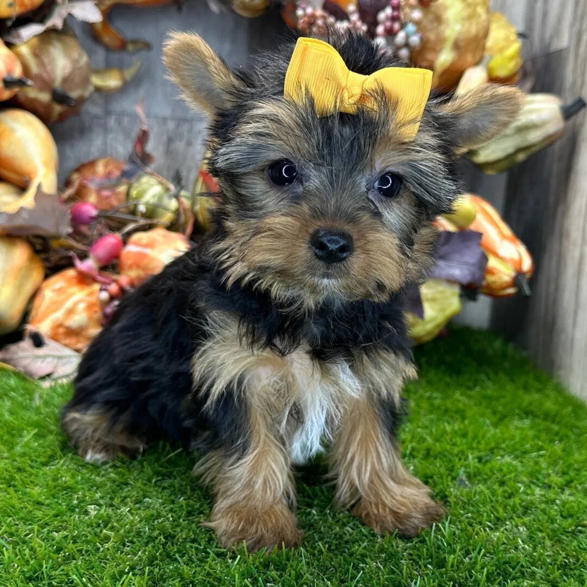 Yorkies Puppies for Adoption