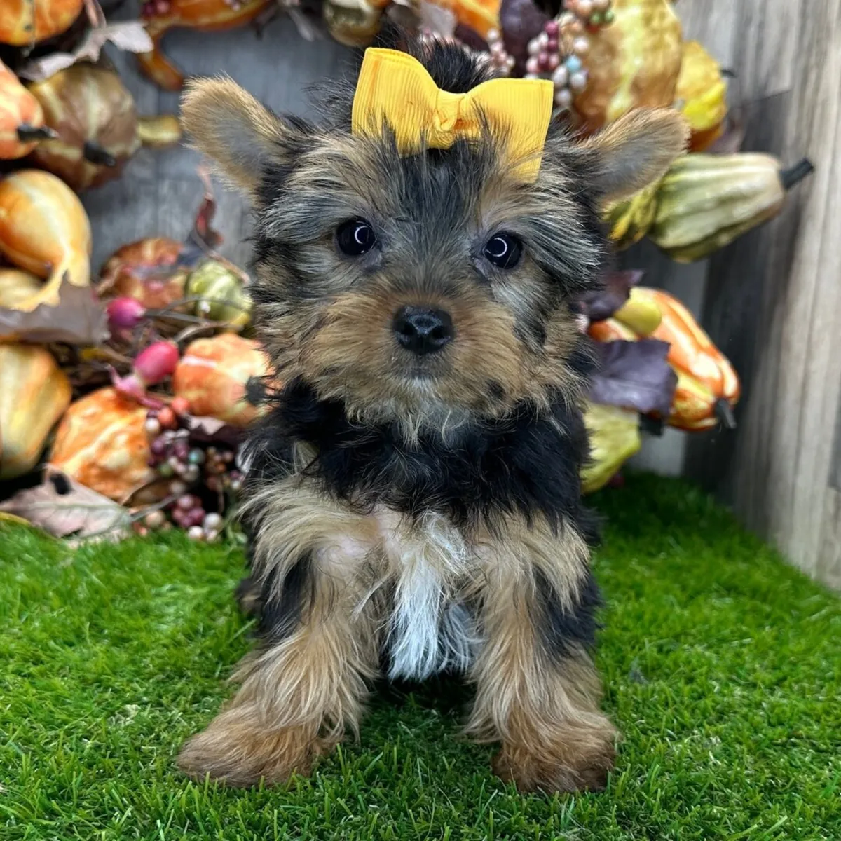 Yorkies Puppies for Adoption