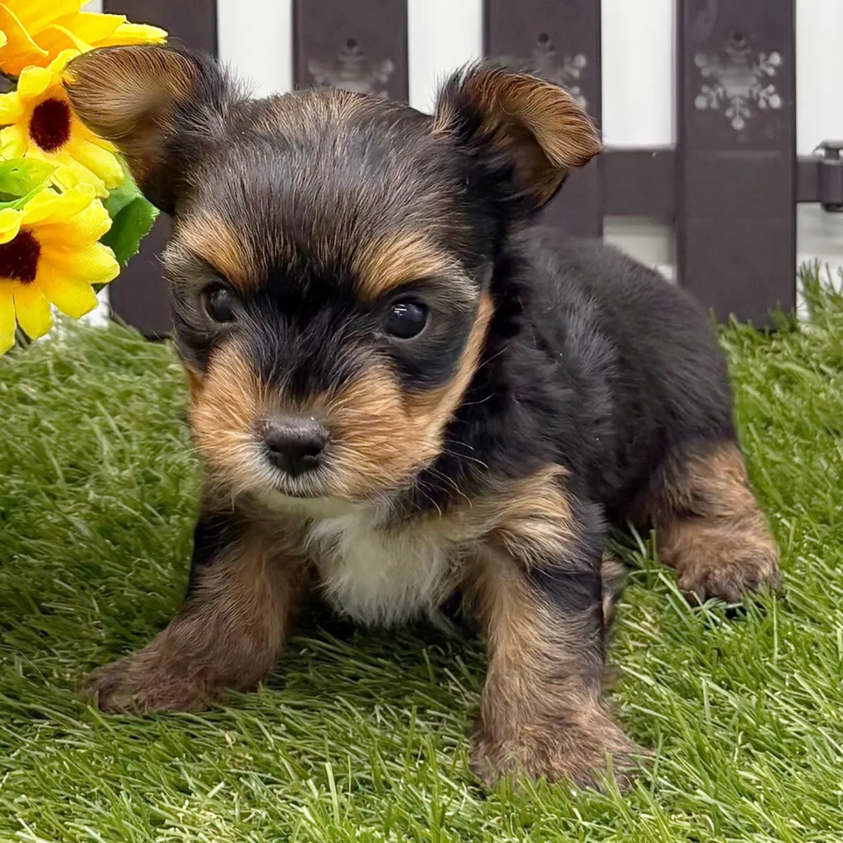 Teacup Yorkie Puppies Available for Adoption