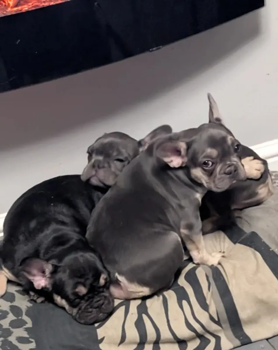 最后3只珍贵的法国斗牛犬幼犬。Email: noelpeterson972 @ gmail . com