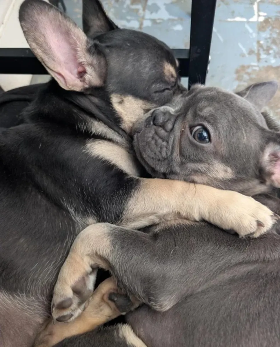最后3只珍贵的法国斗牛犬幼犬。Email: noelpeterson972 @ gmail . com